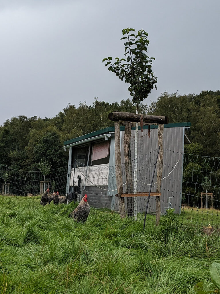 Ein Hühnermobil steht als fahrbarer Hühnerstall auf einer Wiese, freilaufende Hühner sind zu sehen.