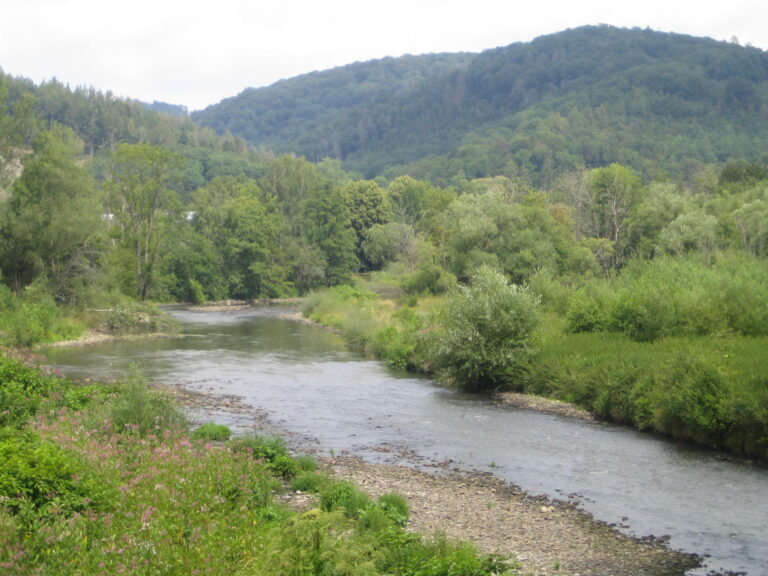 Ein kleiner Fluss mit Kiesbänken rechts und links und einer dichten Uferbewuchs aus Kräutern und kleinen Bäumen