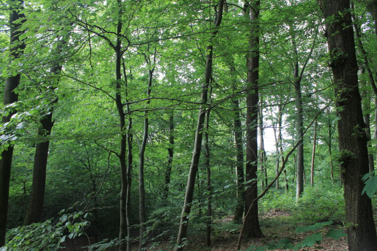 Ein dichtes Grün mit viel Jungwuchs im Unterbau und alten Buchen zeigt den Dauerwald. der hier gepflegt wird